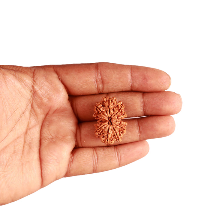 Gaurishanker Nepalese Rudraksha Bead No. - 244