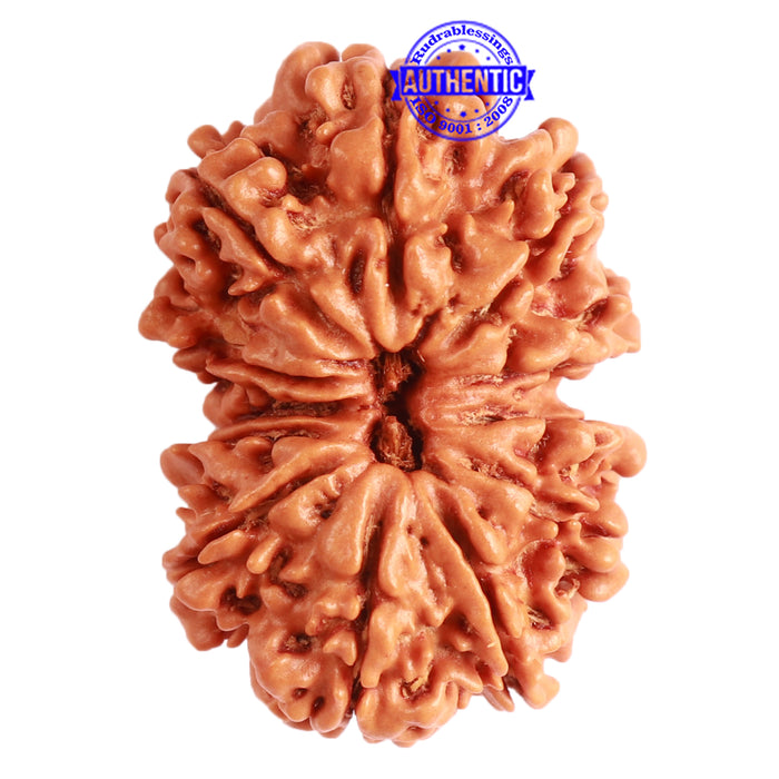 Gaurishanker Nepalese Rudraksha Bead No. - 244