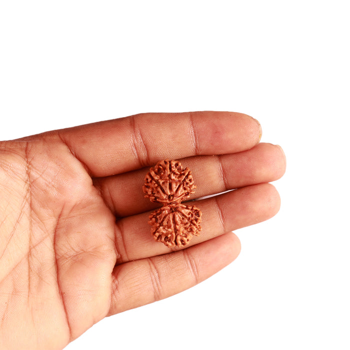 Gaurishanker Nepalese Rudraksha Bead No. - 246