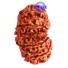Load image into Gallery viewer, Gaurishanker Nepalese Rudraksha Bead No. - 246
