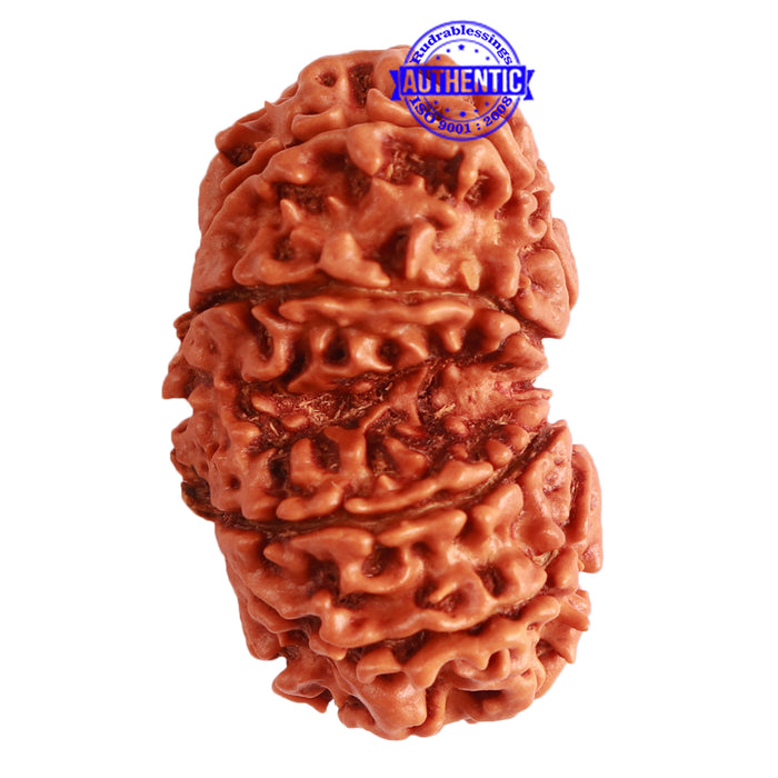 Gaurishanker Nepalese Rudraksha Bead No. - 246