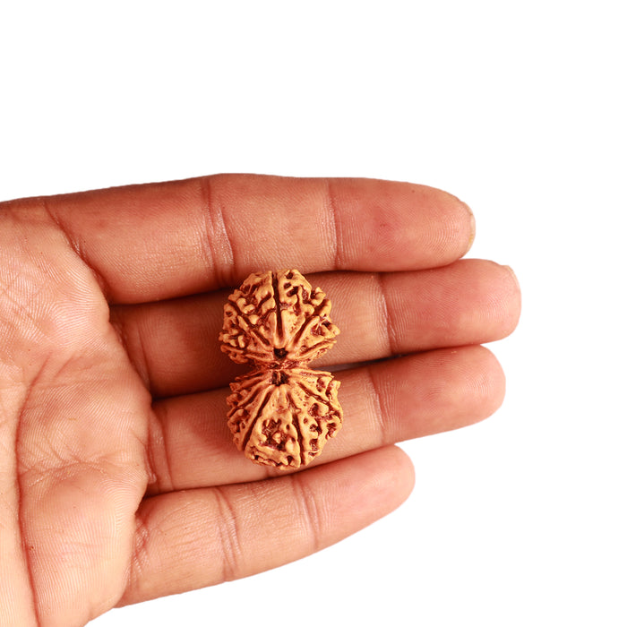 Gaurishanker Nepalese Rudraksha Bead No. - 247