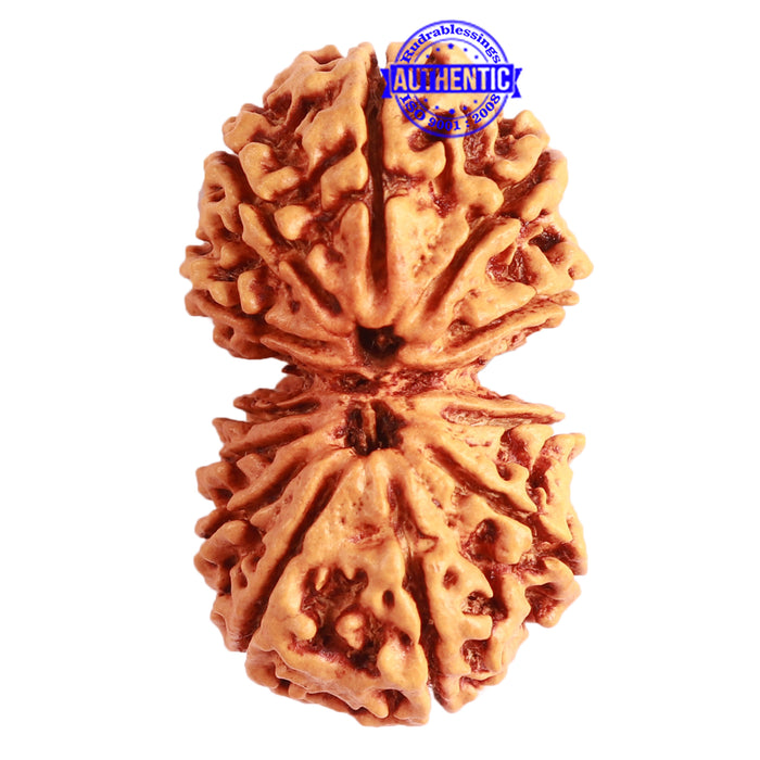 Gaurishanker Nepalese Rudraksha Bead No. - 247