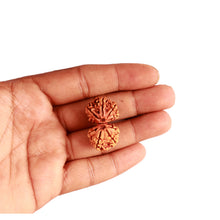 Load image into Gallery viewer, Gaurishanker Nepalese Rudraksha Bead No. - 248
