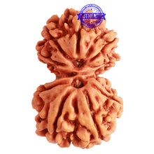 Load image into Gallery viewer, Gaurishanker Nepalese Rudraksha Bead No. - 249
