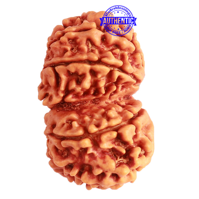 Gaurishanker Nepalese Rudraksha Bead No. - 249