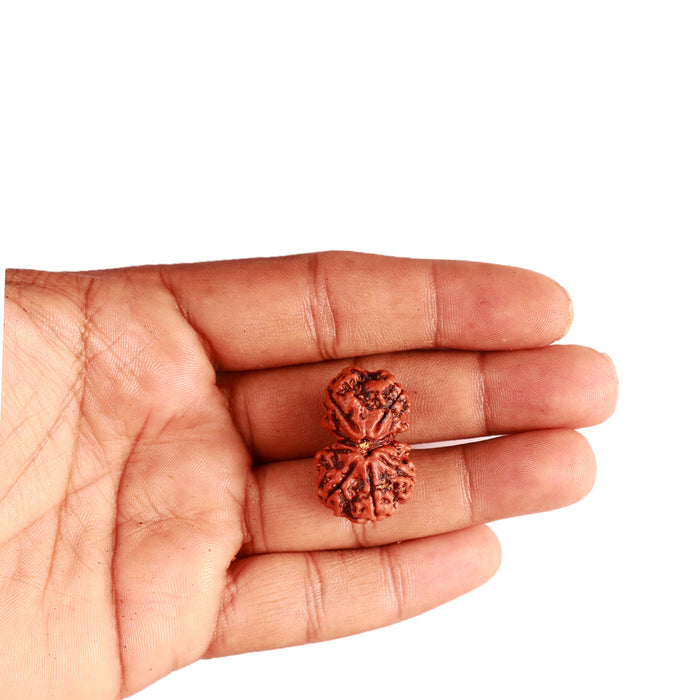 Gaurishanker Nepalese Rudraksha Bead No. - 250