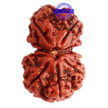 Load image into Gallery viewer, Gaurishanker Nepalese Rudraksha Bead No. - 250
