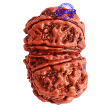 Load image into Gallery viewer, Gaurishanker Nepalese Rudraksha Bead No. - 250
