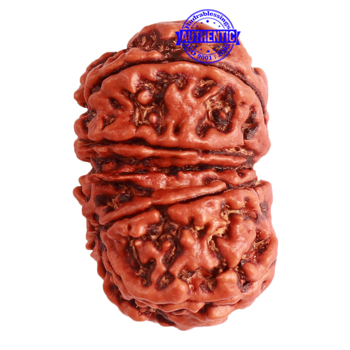 Gaurishanker Nepalese Rudraksha Bead No. - 250