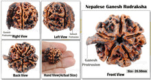 Load image into Gallery viewer, Nepalese Ganesh Rudraksha - Bead 102
