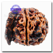 Load image into Gallery viewer, Nepalese Ganesh Rudraksha - Bead 102
