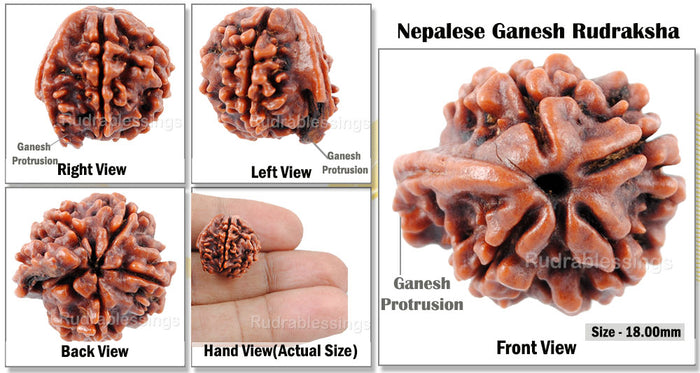 Nepalese Ganesh Rudraksha - Bead 107