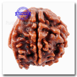 Nepalese Ganesh Rudraksha - Bead 107