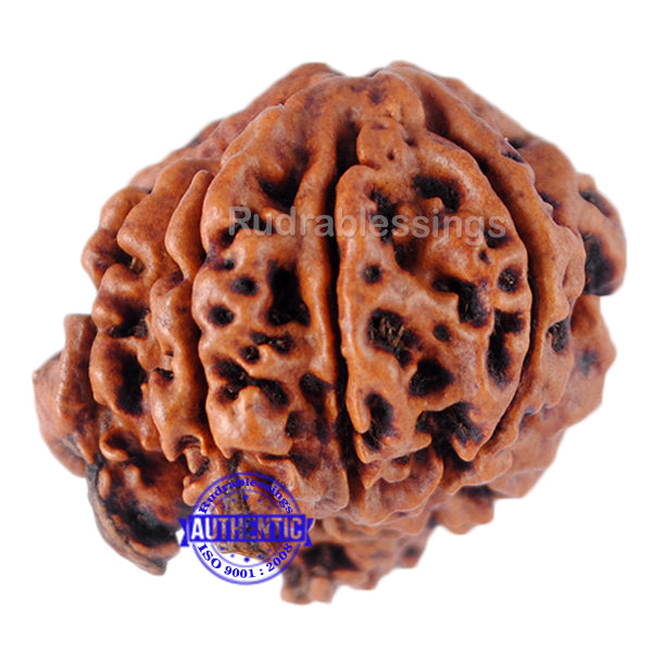 Nepalese Triple Ganesh Rudraksha - Bead No. 10