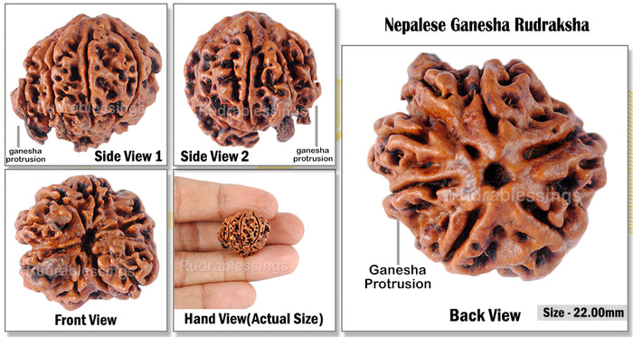Nepalese Triple Ganesh Rudraksha - Bead No. 10