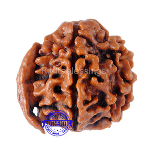 Nepalese Ganesh Rudraksha - Bead No. 5