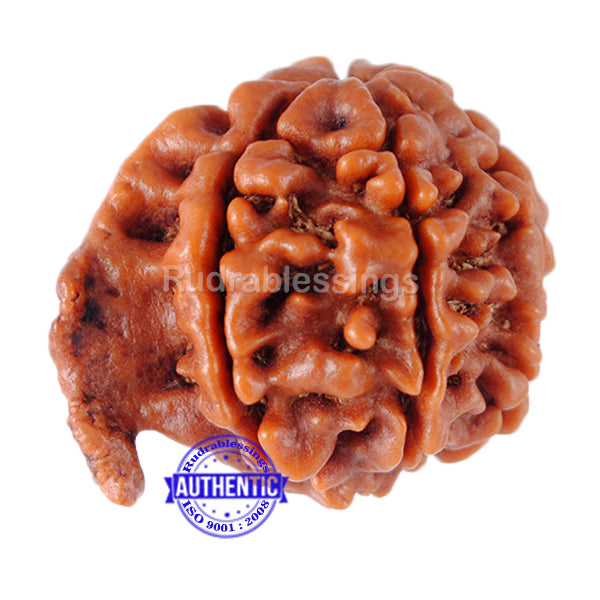 Nepalese Ganesh Rudraksha - Bead No. 6