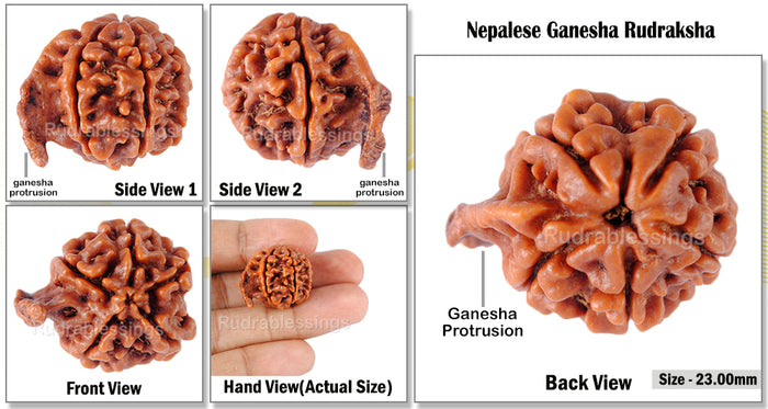 Nepalese Ganesh Rudraksha - Bead No. 6