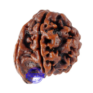 Nepalese Ganesh Rudraksha - Bead No. 7