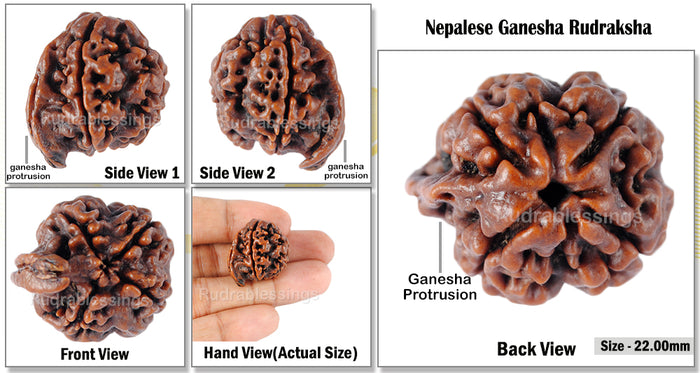 Nepalese Ganesh Rudraksha - Bead No. 7