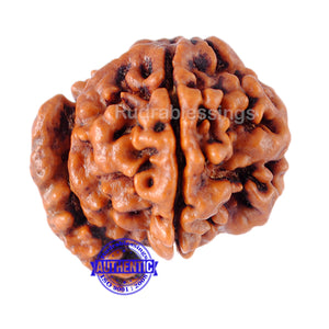 Nepalese Ganesh Rudraksha - Bead No. 8