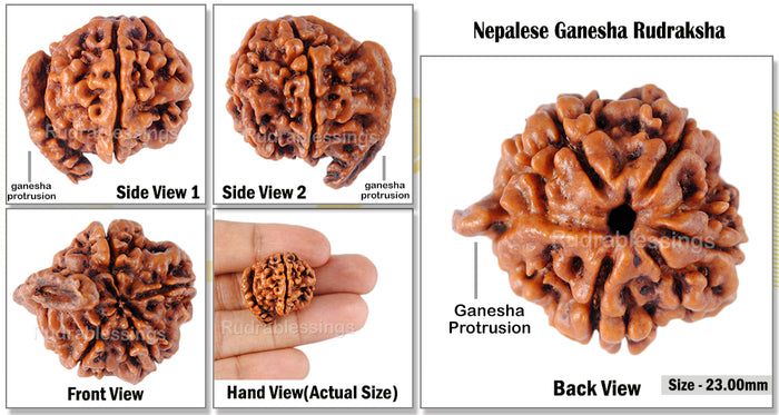 Nepalese Ganesh Rudraksha - Bead No. 8