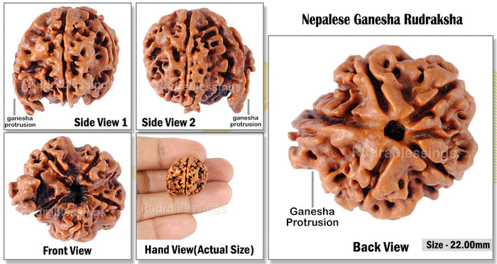 Nepalese Ganesh Rudraksha - Bead No. 9