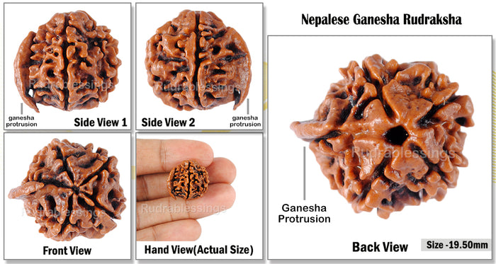 Nepalese Ganesh Rudraksha - Bead No. 5