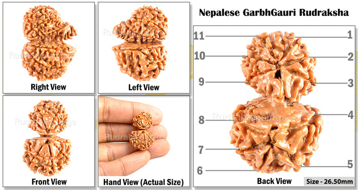 11 Mukhi Nepalese Garbh Gauri Rudraksha - Bead No.17