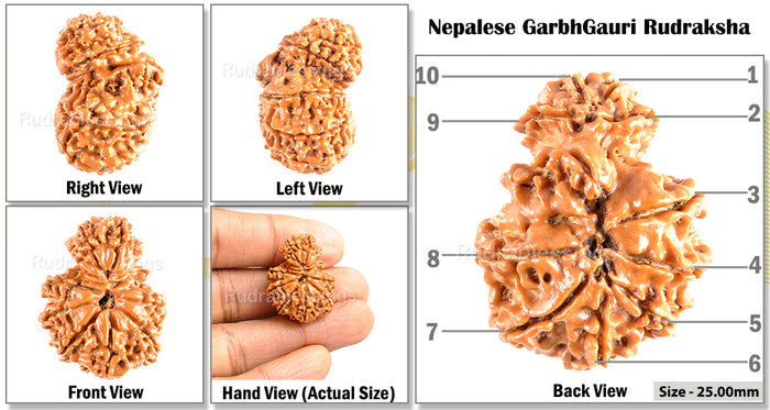 11 Mukhi Nepalese Garbh Gauri Rudraksha - Bead No.18