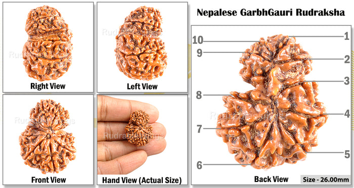 9 Mukhi Nepalese Garbh Gauri Rudraksha - Bead No. 19