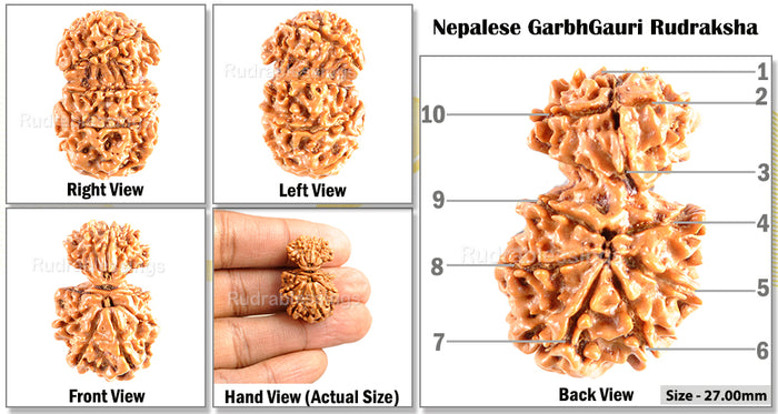 10 Mukhi Nepalese Garbh Gauri Rudraksha - Bead No. 20