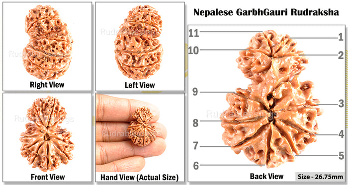 11 Mukhi Nepalese Garbh Gauri Rudraksha - Bead No. 21