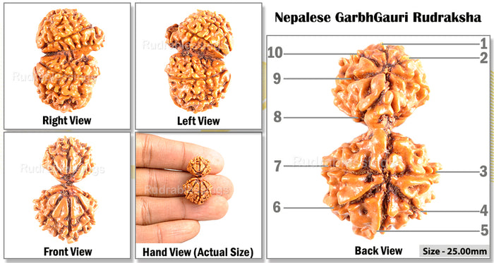10 Mukhi Nepalese Garbh Gauri Rudraksha - Bead No. 22