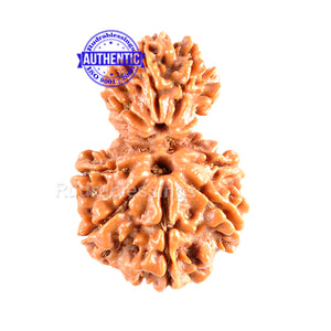 9 Mukhi Nepalese Garbh Gauri Rudraksha - Bead No.16