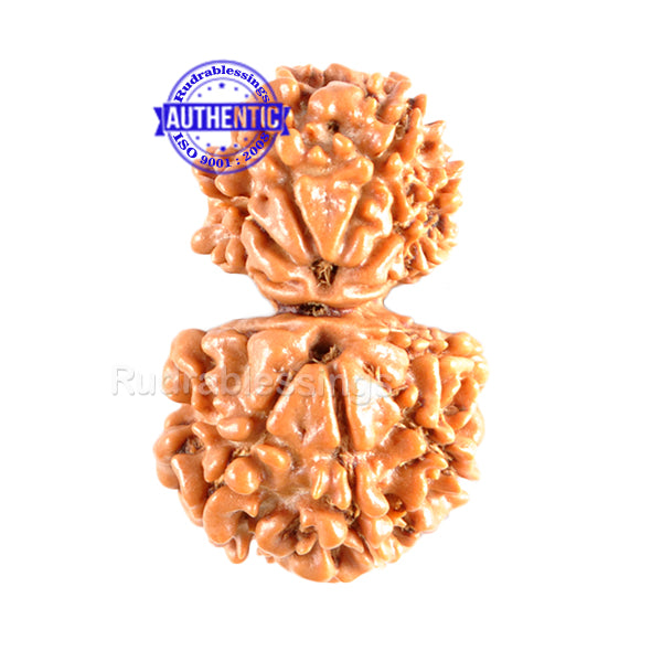 11 Mukhi Nepalese Garbh Gauri Rudraksha - Bead No.17