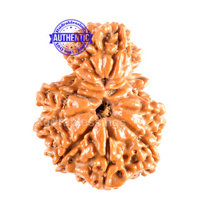 11 Mukhi Nepalese Garbh Gauri Rudraksha - Bead No.18