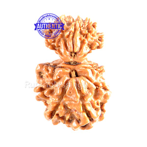 10 Mukhi Nepalese Garbh Gauri Rudraksha - Bead No. 20