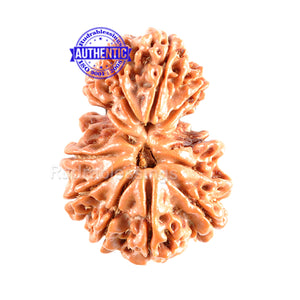 11 Mukhi Nepalese Garbh Gauri Rudraksha - Bead No. 21