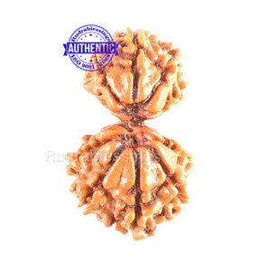 10 Mukhi Nepalese Garbh Gauri Rudraksha - Bead No. 22
