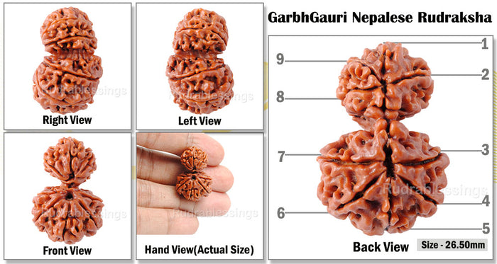 9 Mukhi Nepalese Garbh Gauri Rudraksha - Bead No.10