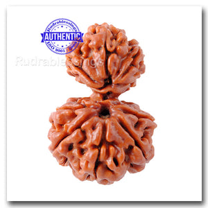 9 Mukhi Nepalese Garbh Gauri Rudraksha - Bead No.10