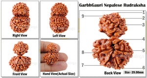 9 Mukhi Nepalese Garbh Gauri Rudraksha - Bead No.12