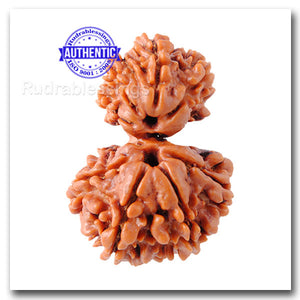 9 Mukhi Nepalese Garbh Gauri Rudraksha - Bead No.12