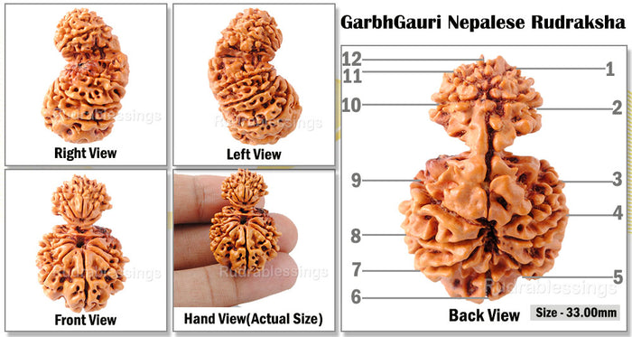 12 Mukhi Nepalese Garbh Gauri Rudraksha - Bead No.14