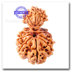 12 Mukhi Nepalese Garbh Gauri Rudraksha - Bead No.14