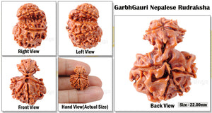 Nepalese Garbh Gauri Rudraksha - Bead No. 6
