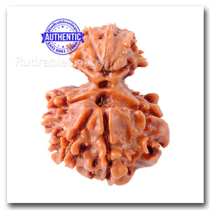 Nepalese Garbh Gauri Rudraksha - Bead No. 6