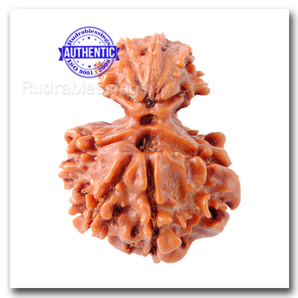 Nepalese Garbh Gauri Rudraksha - Bead No. 6